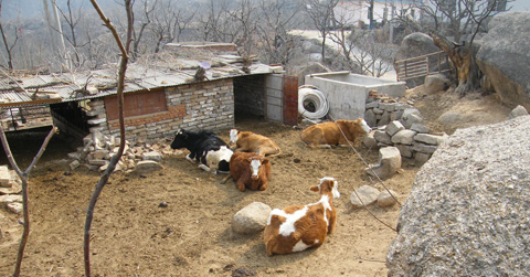 A local farm, a two minute walk from the North Shaolins Ta Lin